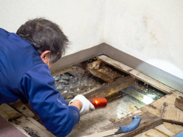Best Residential Mold Removal  in Luckey, OH