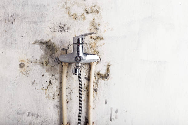 Best Professional Mold Removal  in Luckey, OH