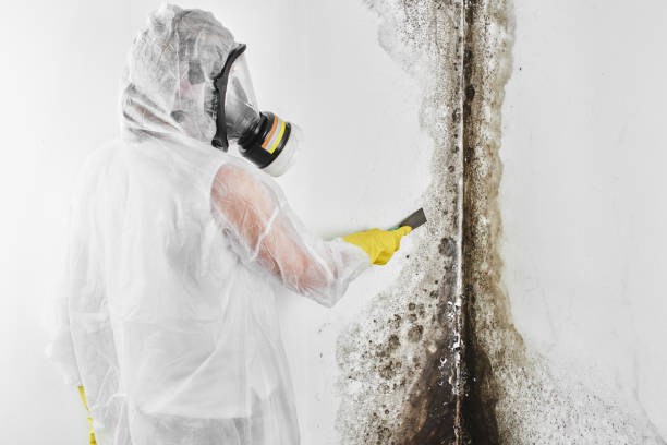 Best Attic Mold Removal  in Luckey, OH