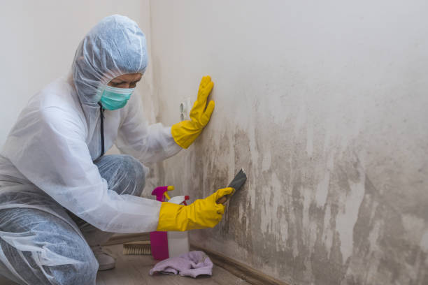 Best Mold Removal Specialists  in Luckey, OH