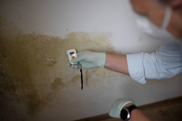 Mold Testing and Removal in Luckey, OH