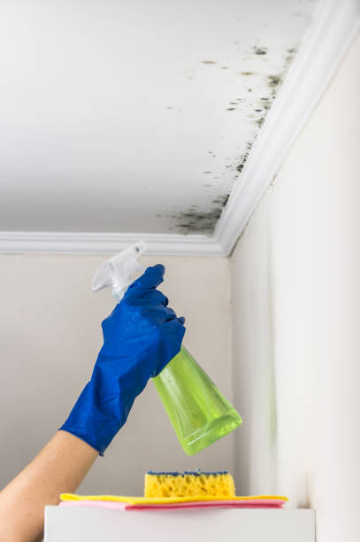 Best Office Mold Removal Services  in Luckey, OH